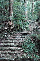 bosque kumano